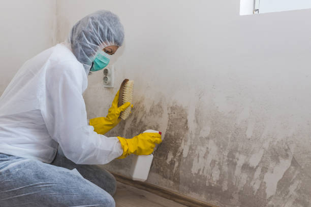 Attic Mold Removal in Seffner, FL