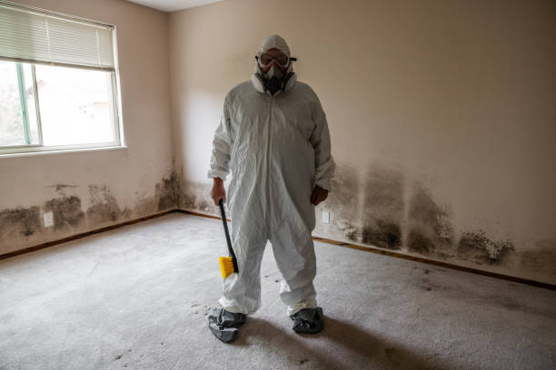 Best Attic Mold Removal  in Seffner, FL