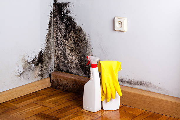 Best Attic Mold Removal  in Seffner, FL