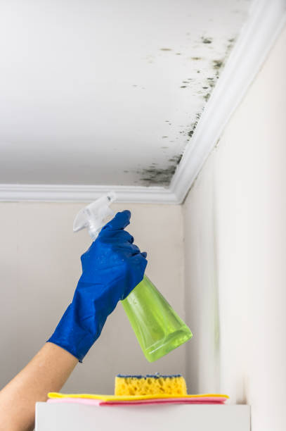 Mold Testing and Removal in Seffner, FL